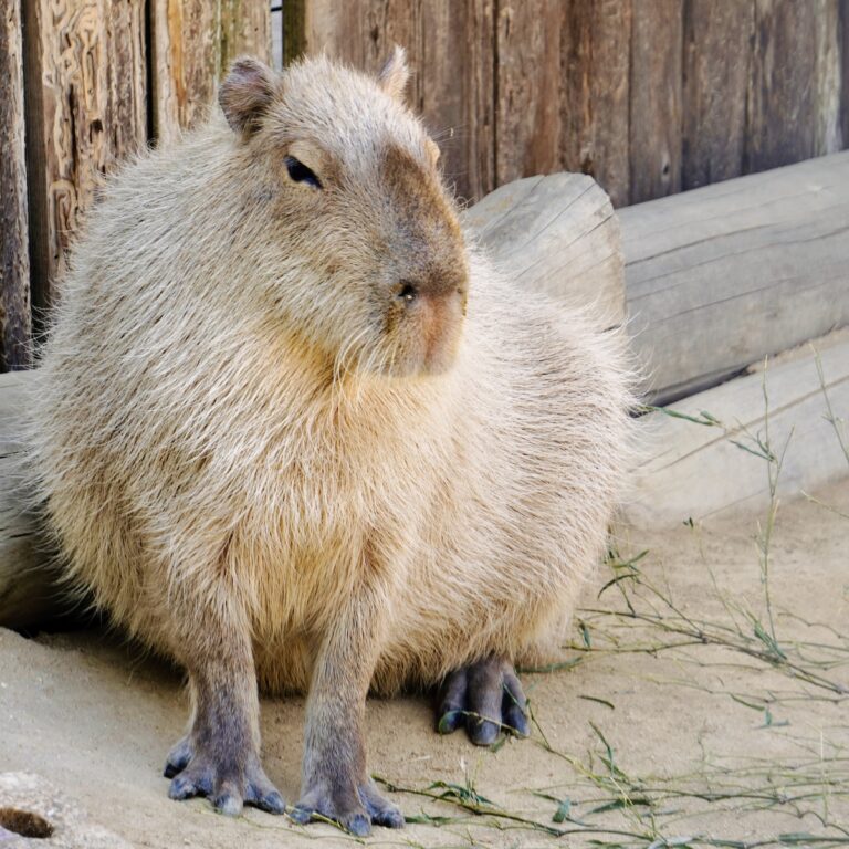 Capybara near fence