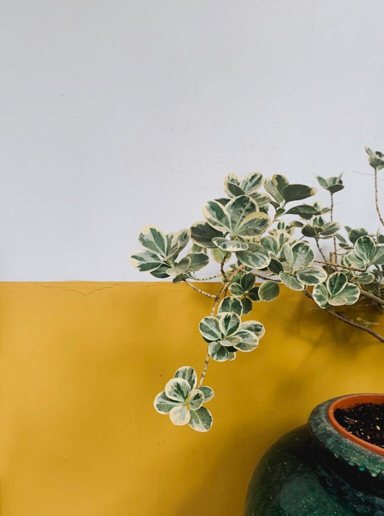 a growing plant with green and white leaves