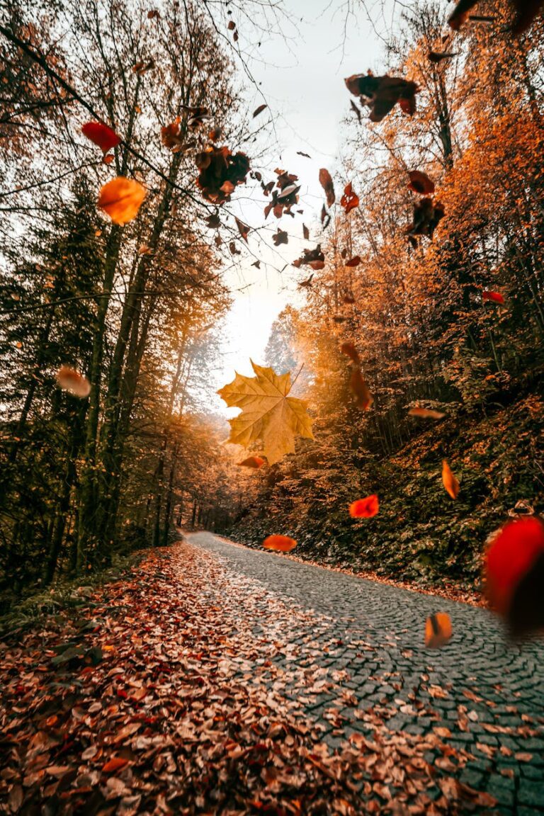 autumn leaves falling on the cobblestone road in the forest